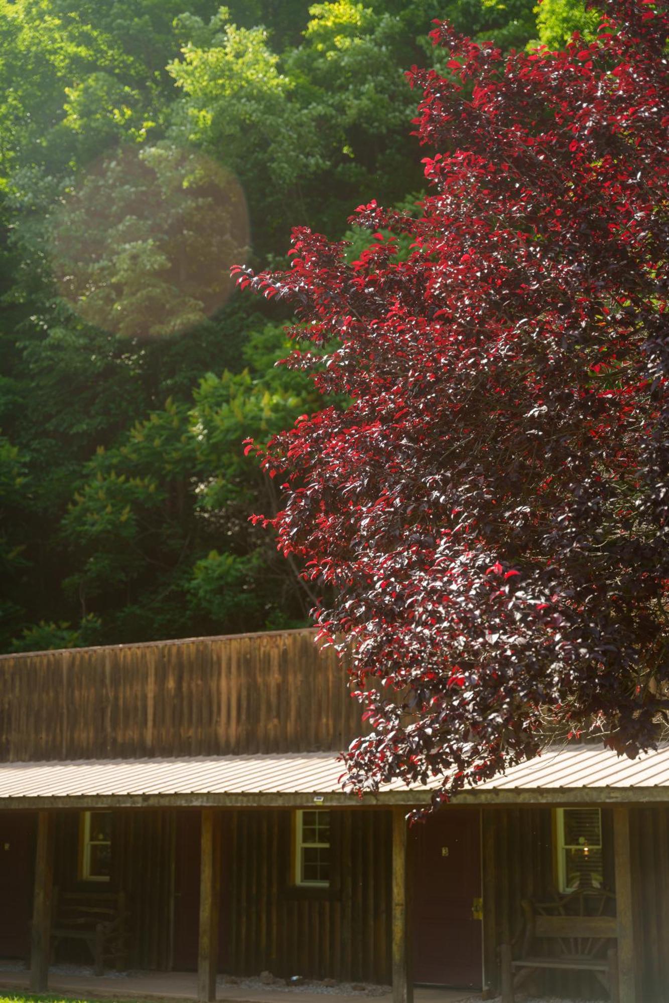 Seneca Pines Lodge Seneca Rocks Luaran gambar